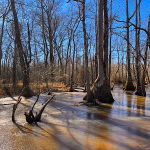 Photo #11 of Off Taylors Mill Road, Emporia, VA 107.0 acres