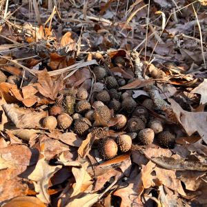 Photo #13 of Off Taylors Mill Road, Emporia, VA 107.0 acres