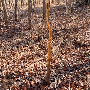 Photo #20 of Off Taylors Mill Road, Emporia, VA 107.0 acres