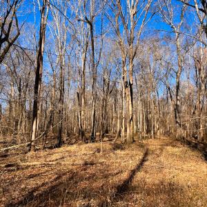 Photo #25 of Off Taylors Mill Road, Emporia, VA 107.0 acres
