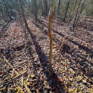 Photo #33 of Off Taylors Mill Road, Emporia, VA 107.0 acres