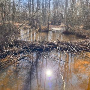 Photo #44 of Off Taylors Mill Road, Emporia, VA 107.0 acres