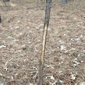 Photo #27 of Off of Dillards Hill Road, Union Hall, VA 37.7 acres