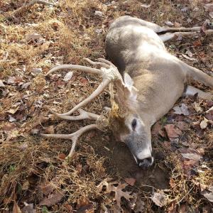 Photo #30 of Off of Dillards Hill Road, Union Hall, VA 37.7 acres