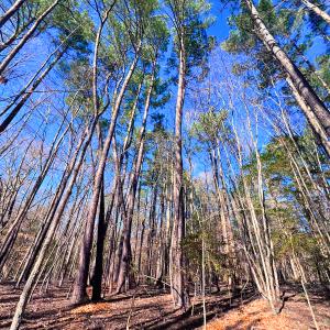 Photo #1 of Off Hwy 98, Spring Hope, NC 12.8 acres