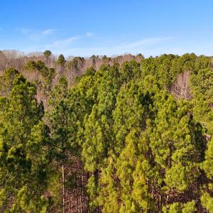 Photo #12 of Off Hwy 98, Spring Hope, NC 12.8 acres