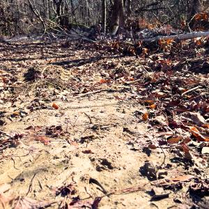 Photo #16 of Off Hwy 98, Spring Hope, NC 12.8 acres