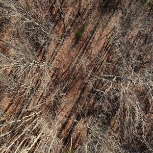 Photo #20 of Off Hwy 98, Spring Hope, NC 12.8 acres