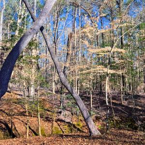 Photo #25 of Off Hwy 98, Spring Hope, NC 12.8 acres