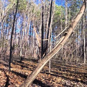 Photo #26 of Off Hwy 98, Spring Hope, NC 12.8 acres