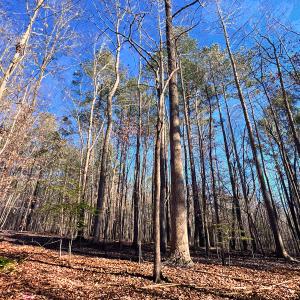 Photo #30 of Off Hwy 98, Spring Hope, NC 12.8 acres
