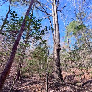 Photo #34 of Off Hwy 98, Spring Hope, NC 12.8 acres
