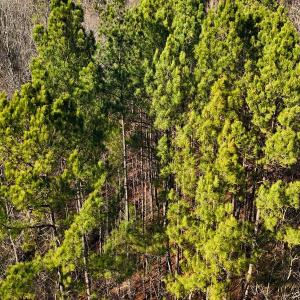 Photo #35 of Off Hwy 98, Spring Hope, NC 12.8 acres