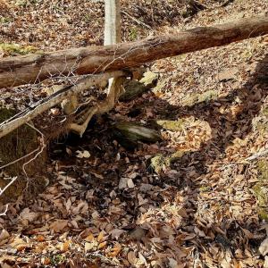 Photo #23 of off Salem Road, Schuyler, VA 4.8 acres