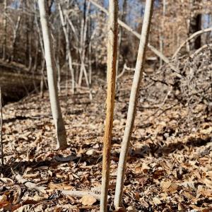 Photo #24 of off Salem Road, Schuyler, VA 4.8 acres