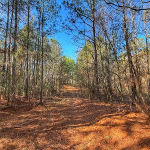 Photo #21 of 1474 Hillmon Grove Rd, Cameron, NC 59.1 acres
