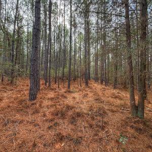 Photo #31 of 1474 Hillmon Grove Rd, Cameron, NC 59.1 acres