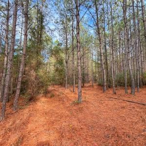 Photo #33 of 1474 Hillmon Grove Rd, Cameron, NC 59.1 acres