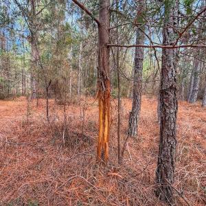 Photo #35 of 1474 Hillmon Grove Rd, Cameron, NC 59.1 acres