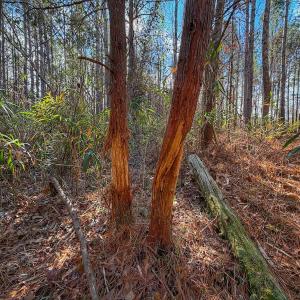 Photo #38 of 1474 Hillmon Grove Rd, Cameron, NC 59.1 acres