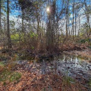 Photo #14 of 1474 Hillmon Grove Rd, Cameron, NC 59.1 acres