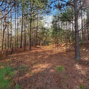 Photo #18 of 1474 Hillmon Grove Rd, Cameron, NC 59.1 acres