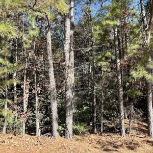 Photo #16 of Off Mcdougald Rd, Broadway, NC 27,505.0 acres