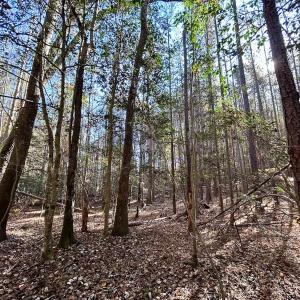 Photo #24 of Off Mcdougald Rd, Broadway, NC 27,505.0 acres