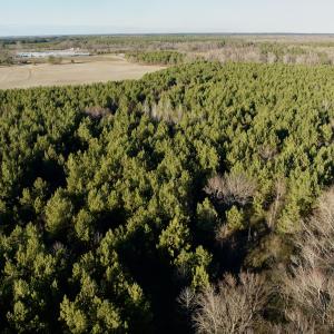 Photo #11 of 346 Menola St Johns Rd, Ahoskie, NC 35.4 acres