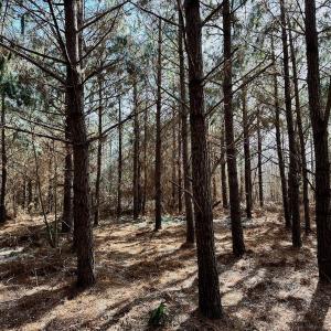 Photo #12 of 346 Menola St Johns Rd, Ahoskie, NC 35.4 acres