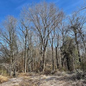 Photo #14 of 346 Menola St Johns Rd, Ahoskie, NC 35.4 acres