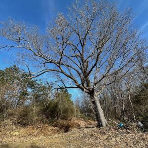 Photo #16 of 346 Menola St Johns Rd, Ahoskie, NC 35.4 acres