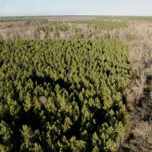 Photo #21 of 346 Menola St Johns Rd, Ahoskie, NC 35.4 acres