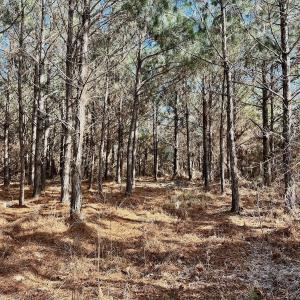 Photo #22 of 346 Menola St Johns Rd, Ahoskie, NC 35.4 acres