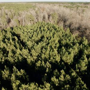 Photo #25 of 346 Menola St Johns Rd, Ahoskie, NC 35.4 acres