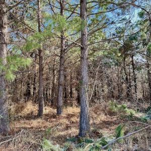 Photo #30 of 346 Menola St Johns Rd, Ahoskie, NC 35.4 acres