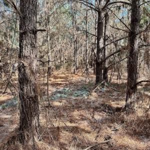 Photo #32 of 346 Menola St Johns Rd, Ahoskie, NC 35.4 acres