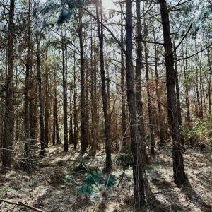 Photo #34 of 346 Menola St Johns Rd, Ahoskie, NC 35.4 acres