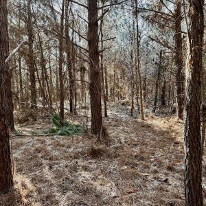 Photo #40 of 346 Menola St Johns Rd, Ahoskie, NC 35.4 acres