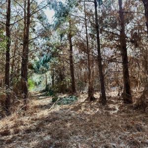 Photo #8 of 346 Menola St Johns Rd, Ahoskie, NC 35.4 acres