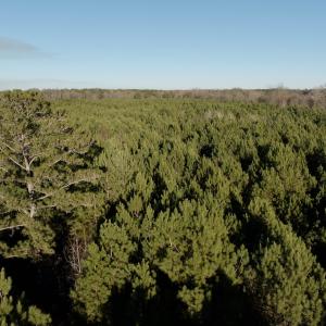 Photo #45 of 346 Menola St Johns Rd, Ahoskie, NC 35.4 acres