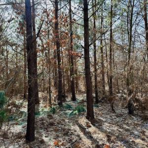 Photo #46 of 346 Menola St Johns Rd, Ahoskie, NC 35.4 acres