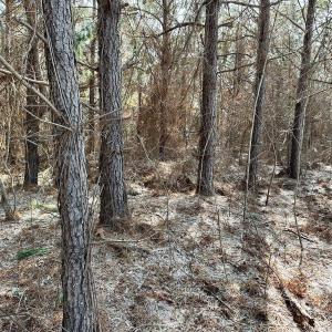 Photo #48 of 346 Menola St Johns Rd, Ahoskie, NC 35.4 acres