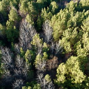 Photo #49 of 346 Menola St Johns Rd, Ahoskie, NC 35.4 acres