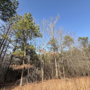 Photo #10 of Off Highway 308, Rich Square, NC 15.7 acres
