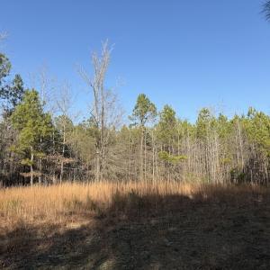 Photo #3 of Off Highway 308, Rich Square, NC 15.7 acres