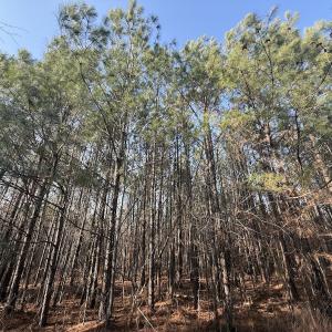 Photo #7 of Off Highway 308, Rich Square, NC 15.7 acres