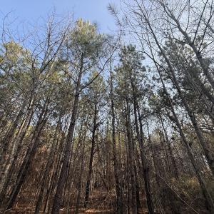Photo #8 of Off Highway 308, Rich Square, NC 15.7 acres