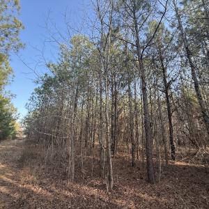Photo #9 of Off Highway 308, Rich Square, NC 15.7 acres