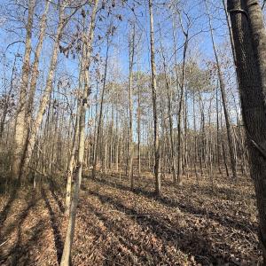 Photo #23 of Off Highway 308, Rich Square, NC 15.7 acres